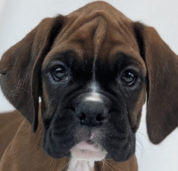 [#26370-05]  - Mahogany M Boxer Puppies For Sale