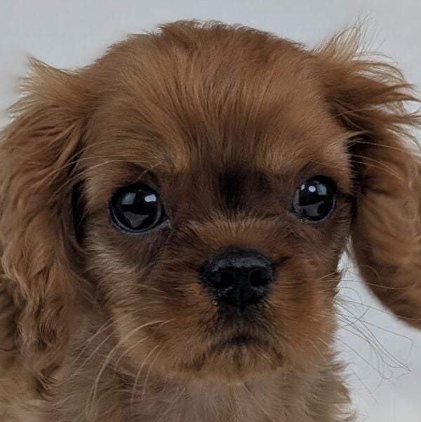 [#26354-04]  - Ruby M Cavalier King Charles Spaniel Puppies For Sale