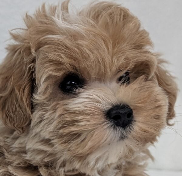 [#26393-02]  - Red / White F Schnoodle Puppies For Sale