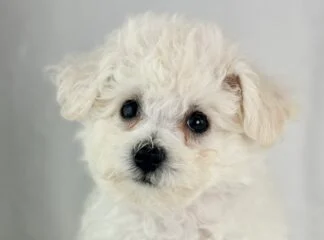 Petland Racine, Wisconsin Bichon Frise puppy available