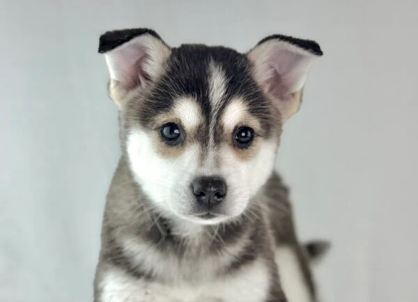 [#26635-03] Brawler - Black M Alaskan Klee Kai Puppies For Sale