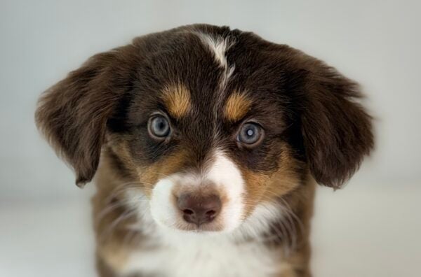 [#26646-04] Florence - Red F Aussiedoodle Mini Puppies For Sale
