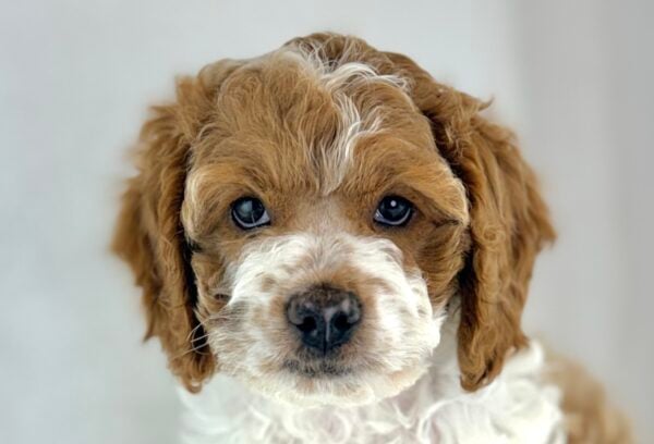 [#26722-02] Herc - Red / White M Cock A Poo Puppies For Sale