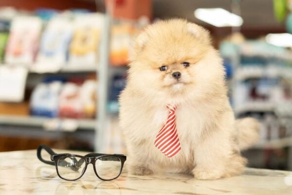 Why Your Dog Always Knows When You’re Eating Something Good