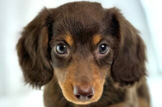Petland Racine, Wisconsin Dachshund puppy available