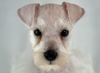Miniature Schnauzer – 32144