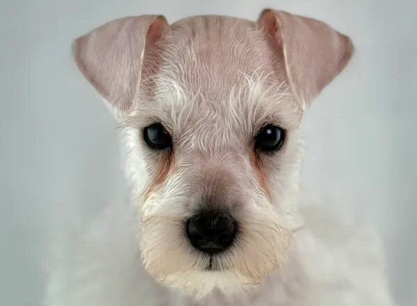 Miniature Schnauzer