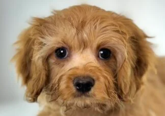 Petland Racine, Wisconsin Cavapoo puppy available