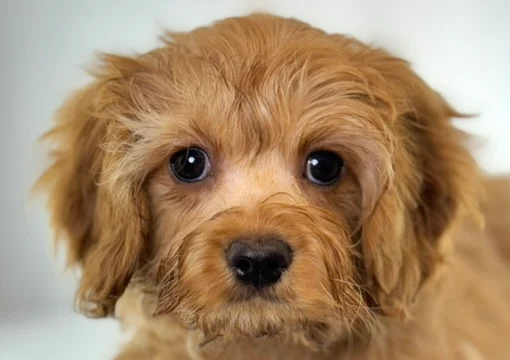 Cavapoo
