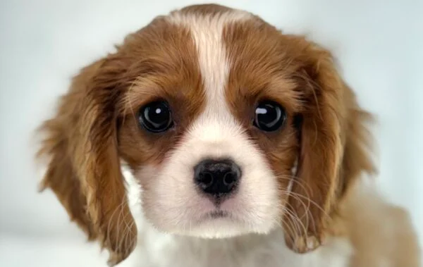 Cavalier King Charles Spaniel