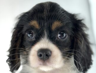 Petland Racine, Wisconsin Cavalier King Charles Spaniel puppy available