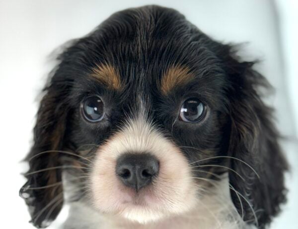 [#26965-04] Zeke - Tri-Colored M Cavalier King Charles Spaniel Puppies For Sale
