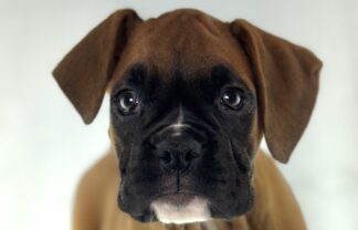 Petland Racine, Wisconsin Boxer puppy available