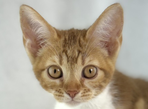 [#261294-04] Bella-Rose - Orange F Devon Rex Kittens for Sale