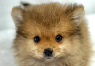Petland Racine, Wisconsin Pomeranian puppy available