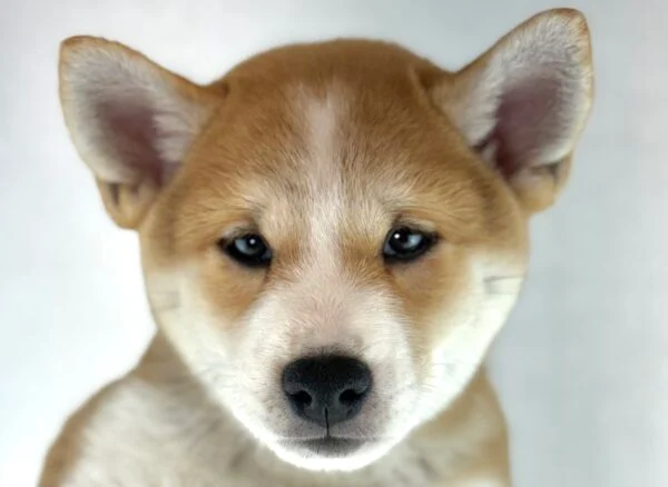 [#26959-02] Zeke - Red M Shiba Inu Puppies For Sale