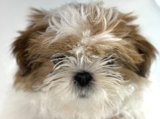 Petland Racine, Wisconsin Shih Tzu puppy available