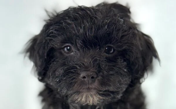 [#261424-01] Hershey - Black M Havanese Puppies For Sale