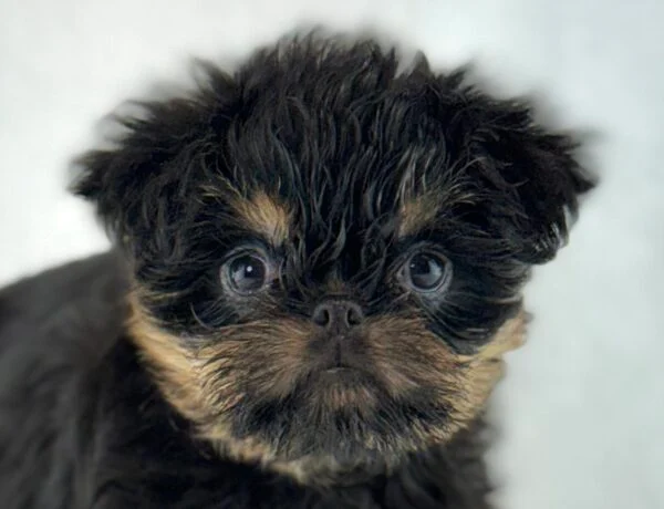 [#261037-04] Glimmer - Black / Tan F Brussels Griffon Puppies For Sale