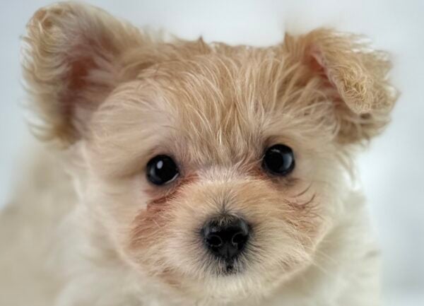 [#261101-03] Isolde - Sable F PomAPoo Puppies For Sale