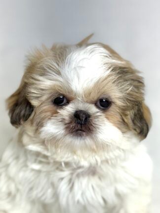 Petland Racine, Wisconsin Shih Tzu puppy available
