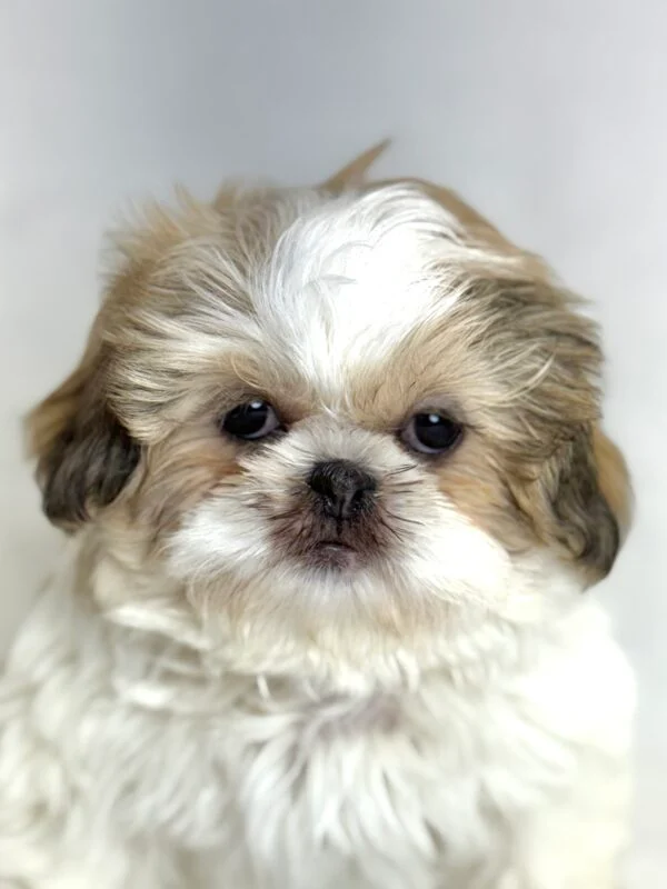 [#26710-03] Celina - White / Gold F Shih Tzu Puppies For Sale