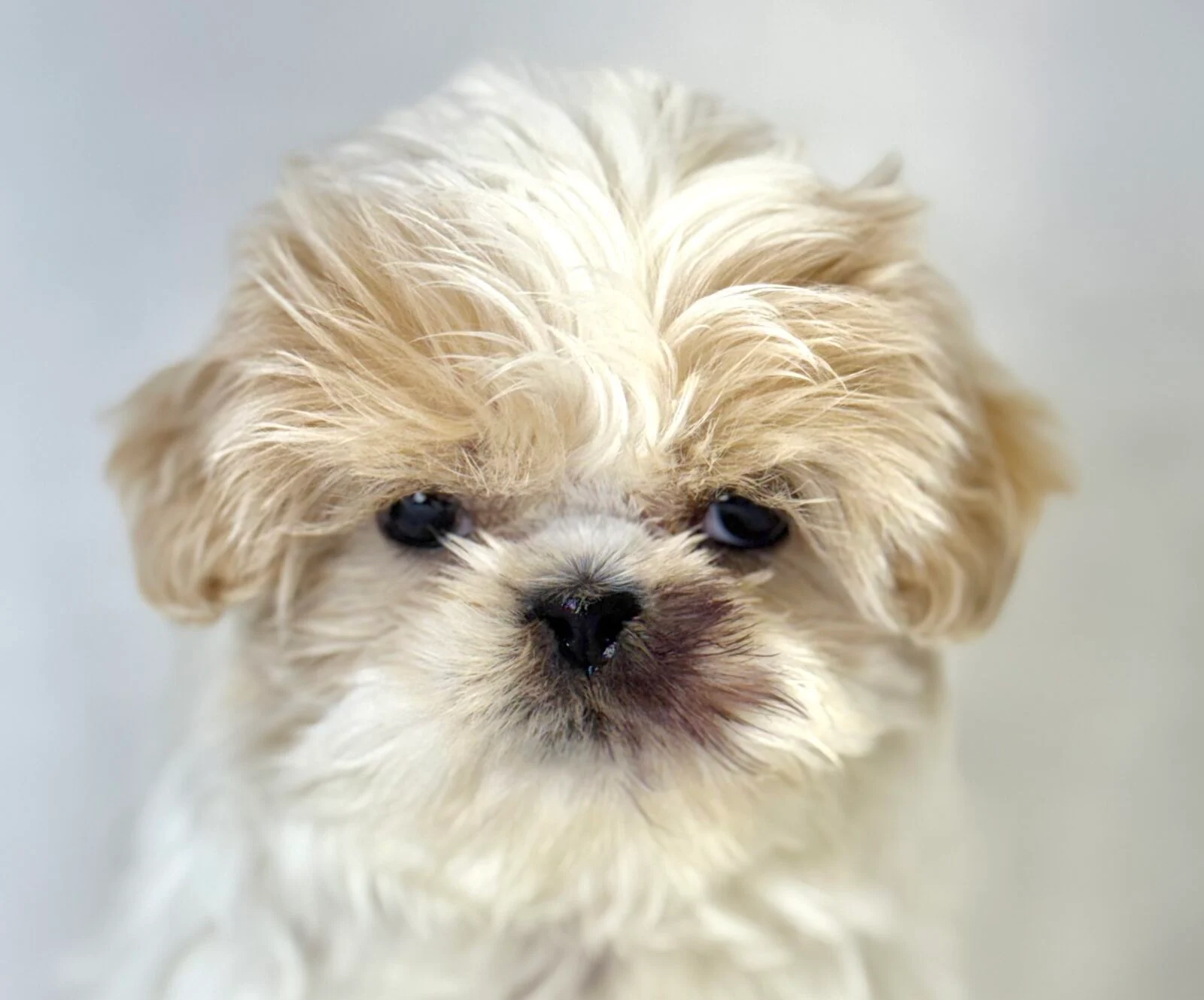 Shih Tzu in Madison, WI