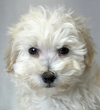 Petland Racine, Wisconsin Maltipoo puppy available