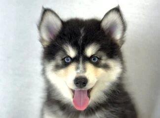 Petland Racine, Wisconsin Pomsky puppy available