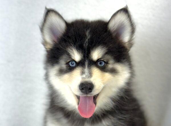 [#26800-03] Pepper - Gray / White F Pomsky Puppies For Sale