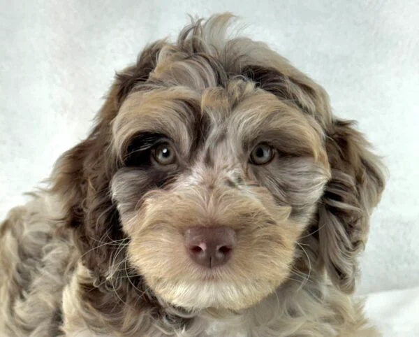 [#26719-02] Chip - Chocolate Merle M Goldendoodle Mini 2nd Gen Puppies For Sale