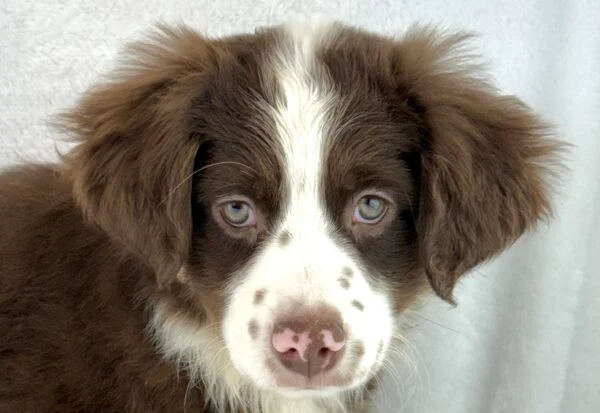 [#26707-06] Celina - Red F Miniature Australian Shepherd Puppies For Sale