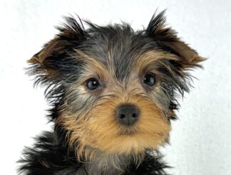 Petland Racine, Wisconsin Yorkshire Terrier puppy available