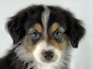 Petland Racine, Wisconsin Australian Shepherd puppy available