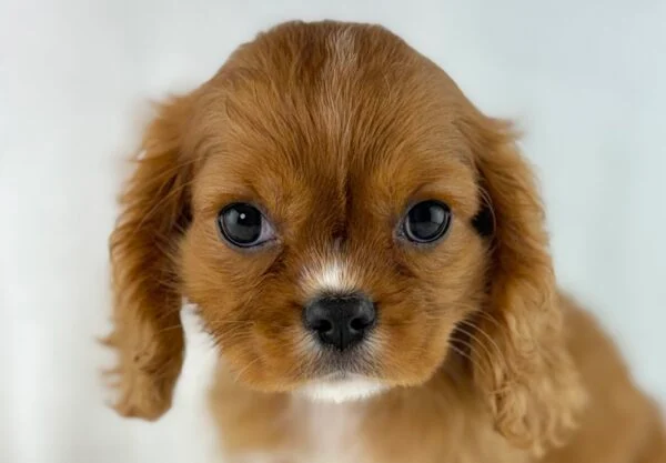 [#26902-02] Kiera - Ruby F Cavalier King Charles Spaniel Puppies For Sale