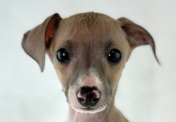 [#26842-01] Bolt - Fawn M Italian Greyhound Puppies For Sale