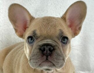 Petland Racine, Wisconsin French Bulldog puppy available