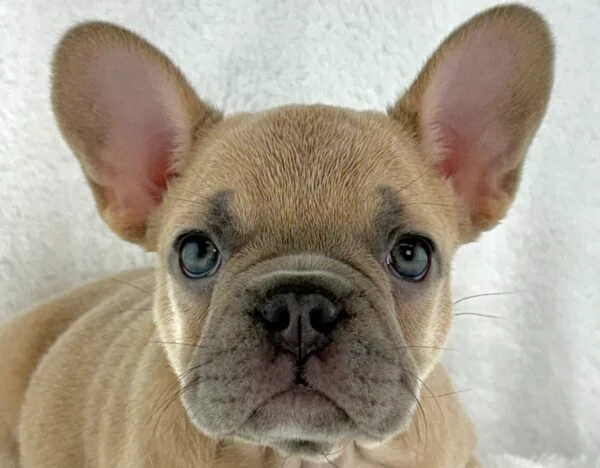 [#26909-03] Olivia - Blue Fawn F French Bulldog Puppies For Sale