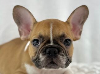 Petland Racine, Wisconsin French Bulldog puppy available
