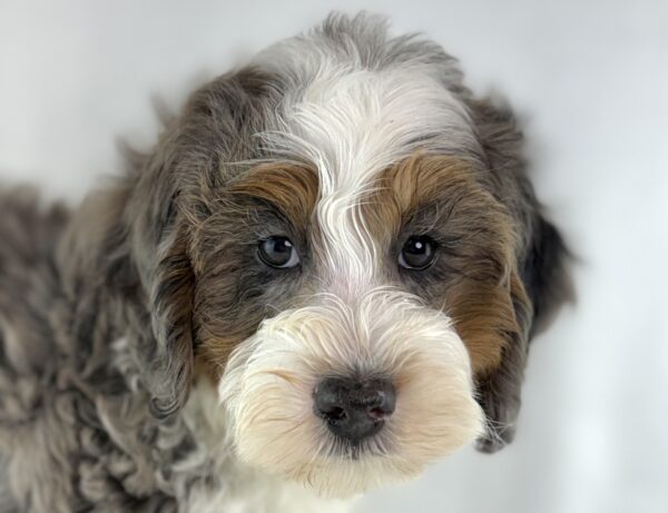 [#26920-02] Gallagher - Blue Merle M Bernedoodle Mini 2nd Gen Puppies For Sale