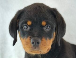 Petland Racine, Wisconsin Rottweiler puppy available