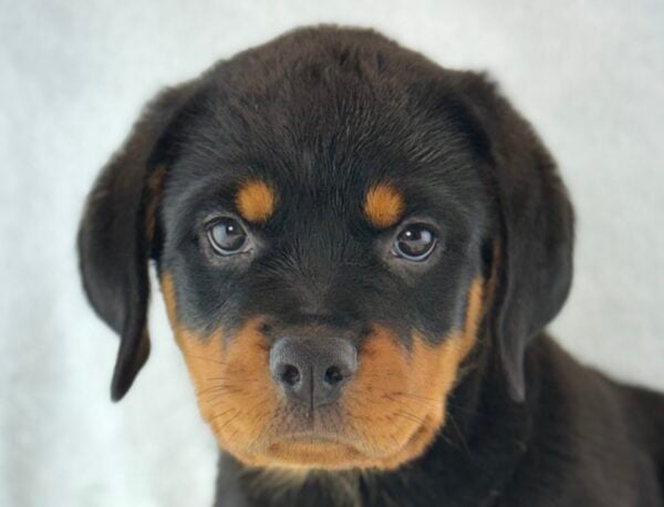 [#26926-05] Noemi - Black / Tan F Rottweiler Puppies For Sale