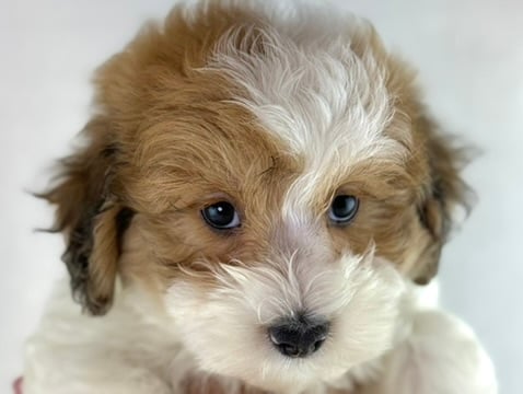 [#261136-01]  - White / Brown M Havapoo Puppies For Sale