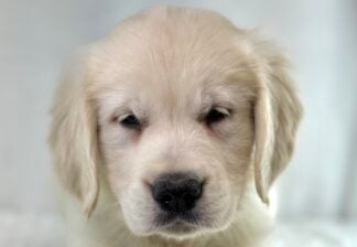 Petland Racine, Wisconsin Golden Retriever puppy available