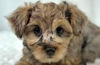 Petland Racine, Wisconsin Yorkiepoo puppy available