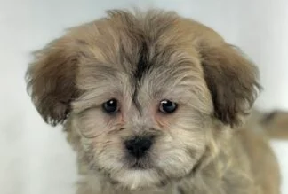 Petland Racine, Wisconsin Teddy Bear puppy available