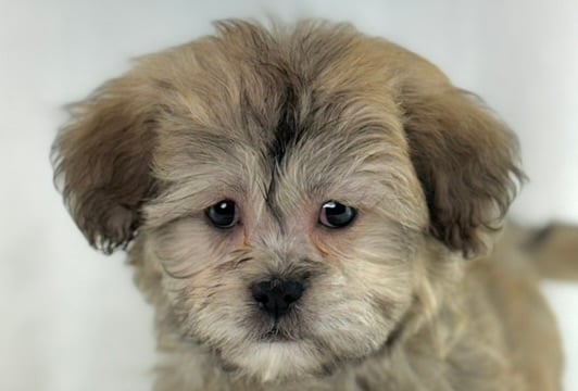 [#26996-02]  - Red Black / White F Teddy Bear Puppies For Sale
