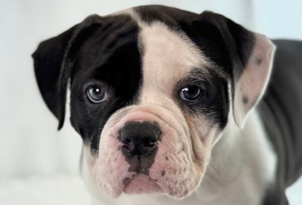 [#261195-07]  - Black F American Bulldog Puppies For Sale