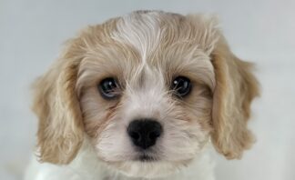 Petland Racine, Wisconsin Cavachon puppy available