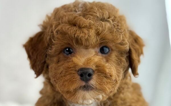 Poodle